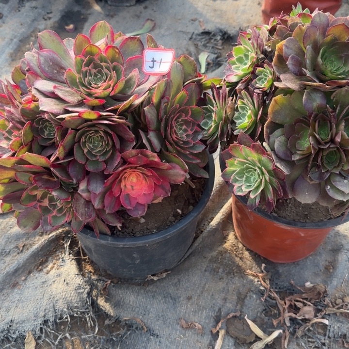 51粉花妖叶片有伤加万花筒处理不包售后