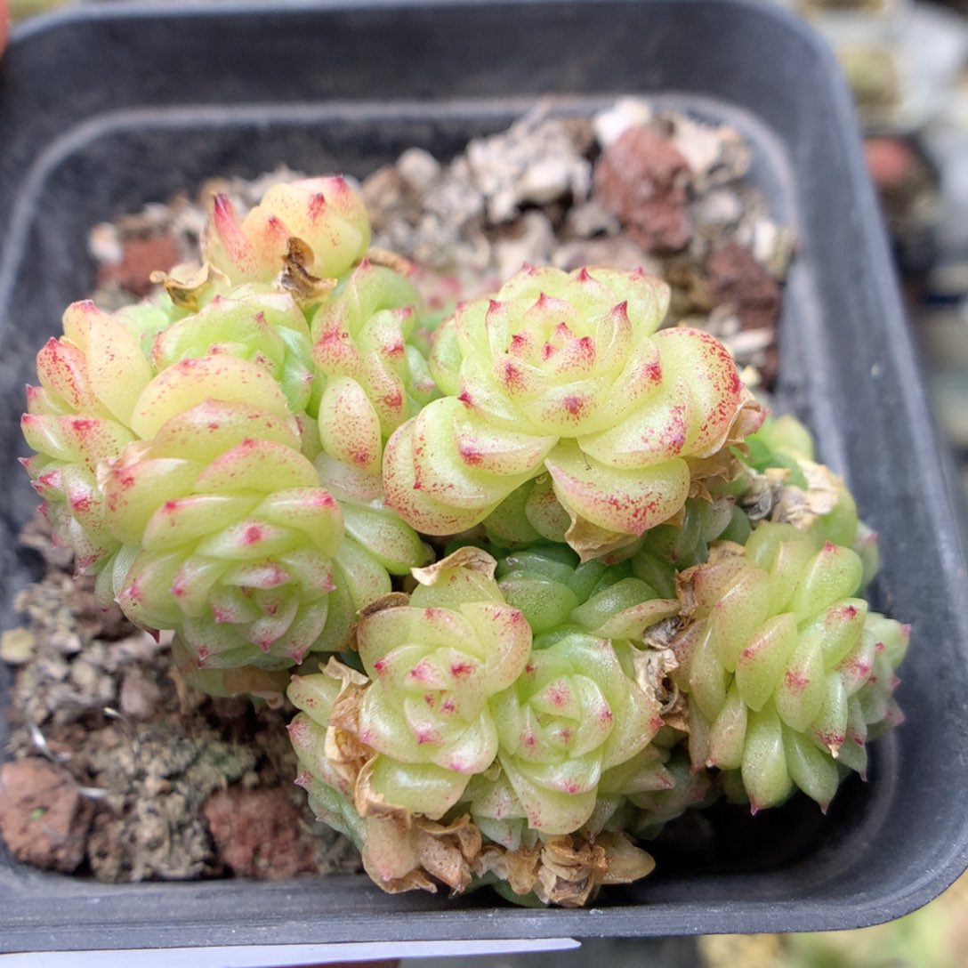 W36 ，柿子多肉20包邮，偏远地区不发货