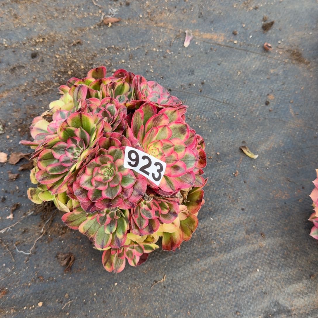 923多肉植物海神多肉