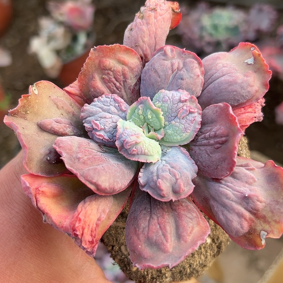 多肉植物狂野男爵