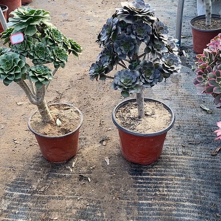 11，2颗多肉法师多肉法师