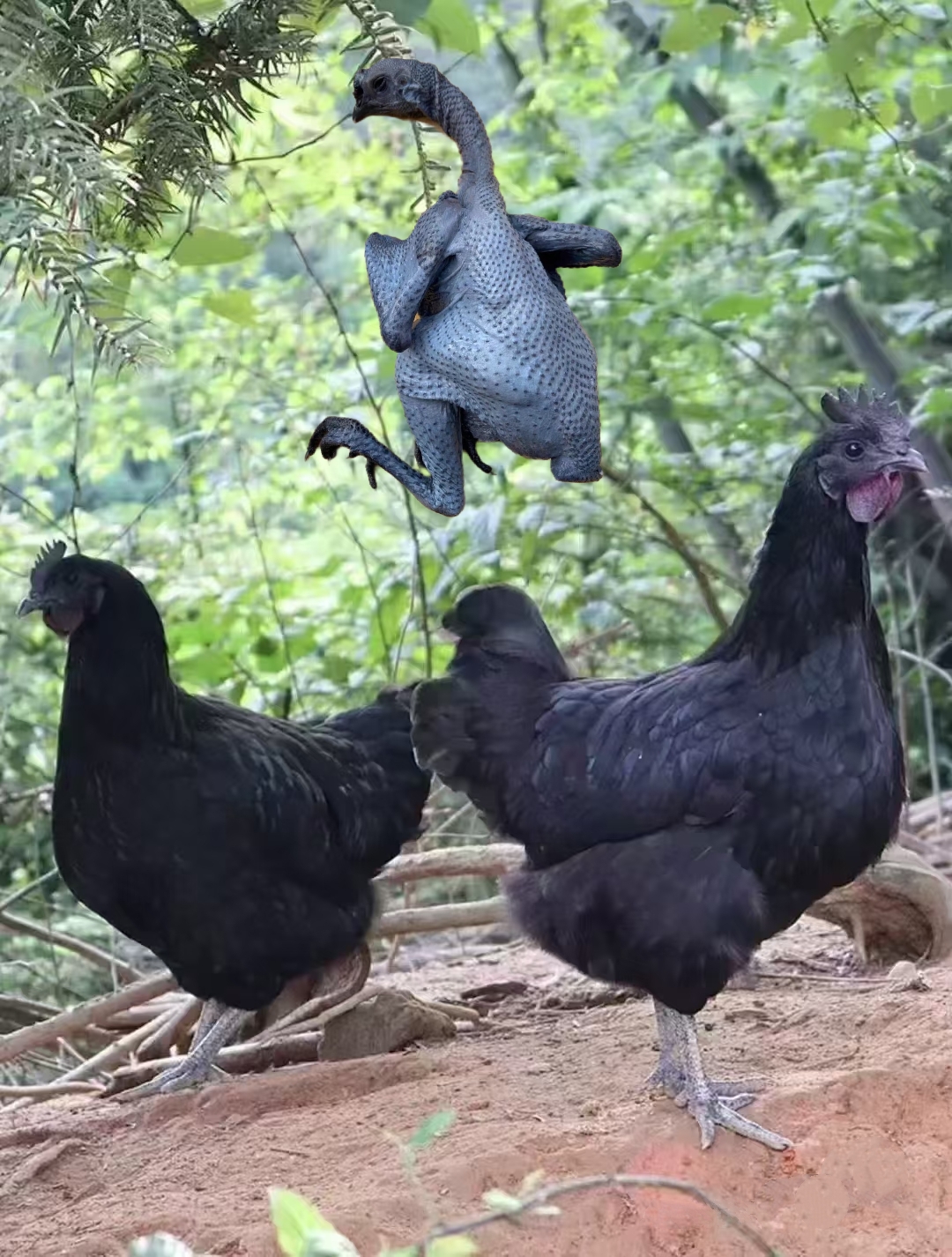 农家散养五黑鸡肉质鲜美