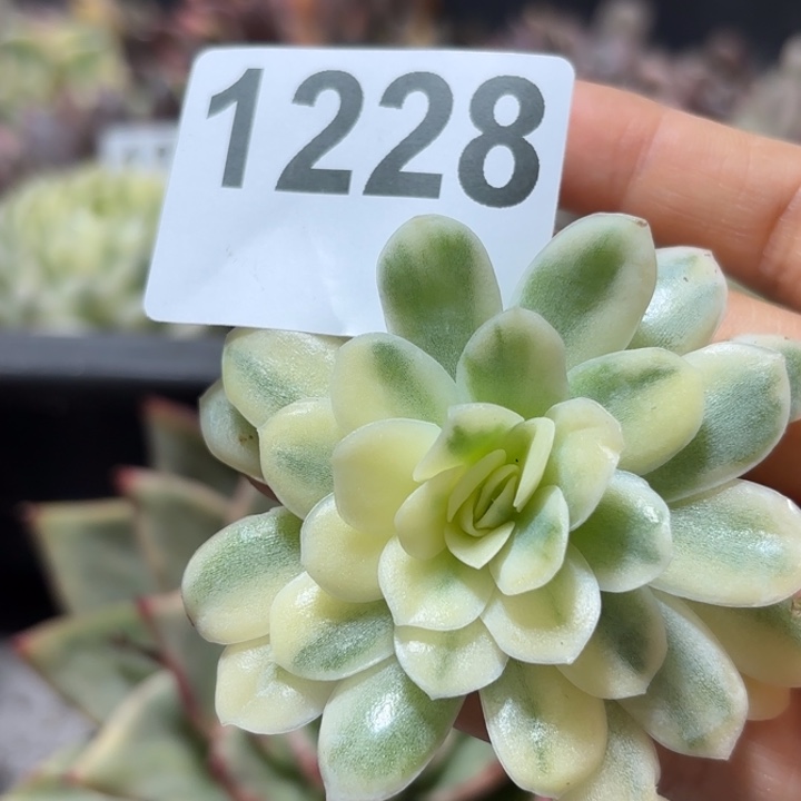 头盖多肉植物满18包邮