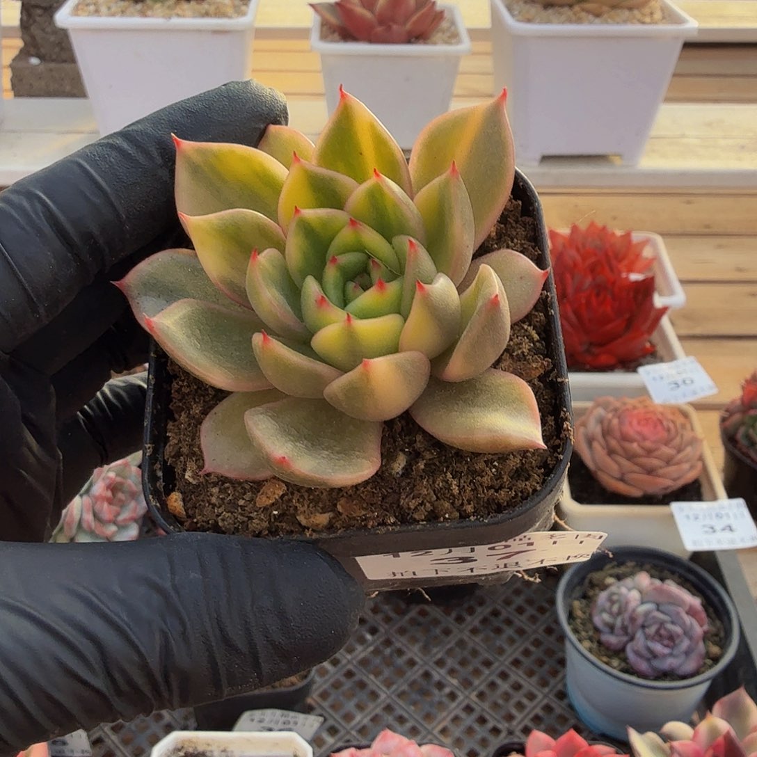 1201-37阿卡斯亚锦