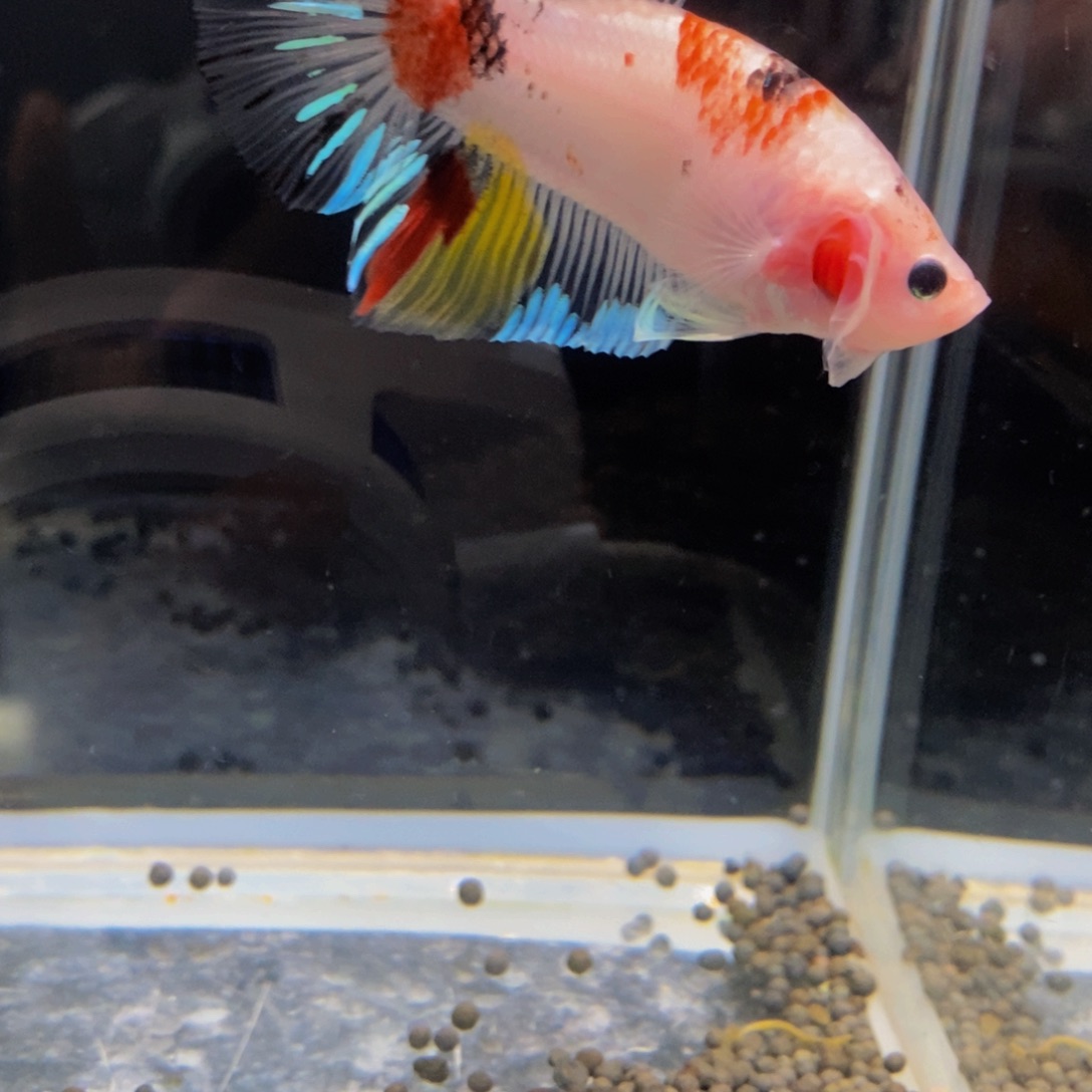 斗鱼403巨斗11111