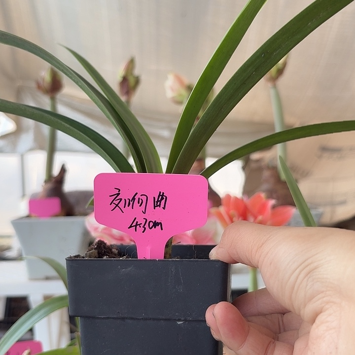 无花朵交响曲朱顶红直径4.3