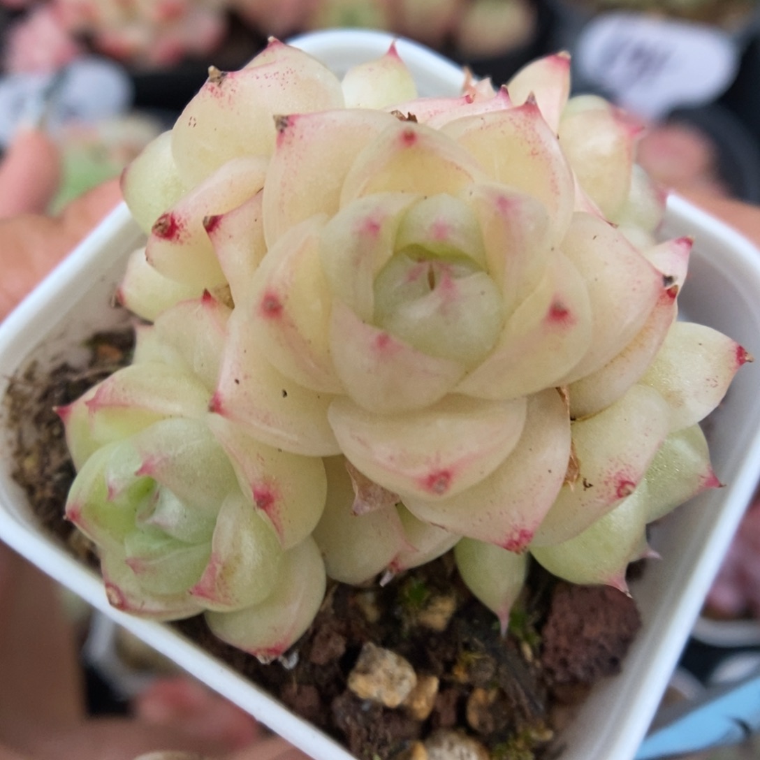 琉璃麦秆捧花群生551号