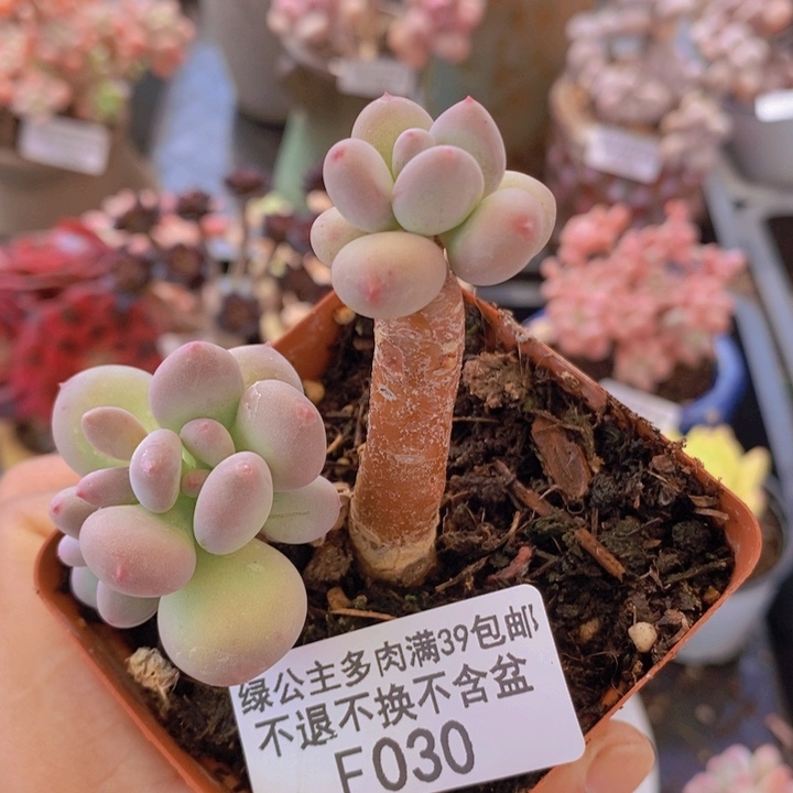 四代苹果奶030多肉植物