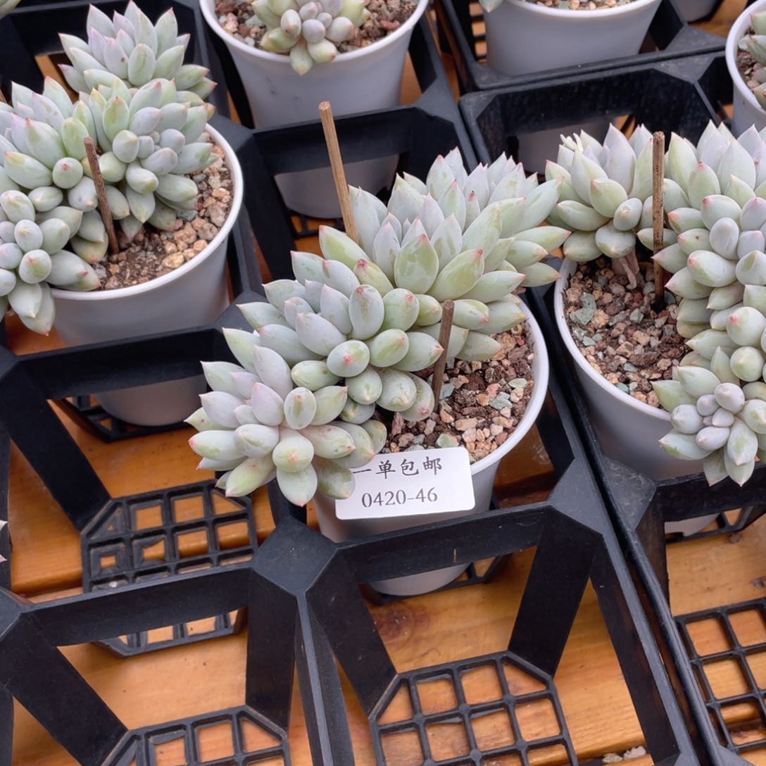 0420-46-所罗门。。。。。