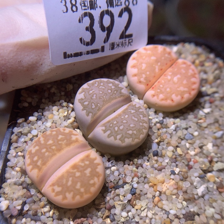 Sss精品生石花392