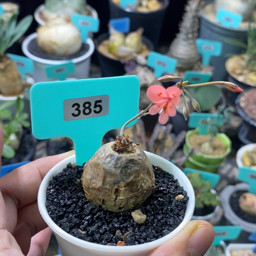 肾叶杨奎多肉植物