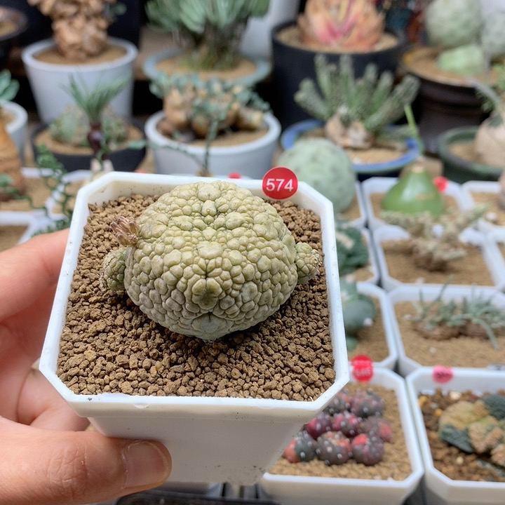 凝蹄玉实生母本带盆574