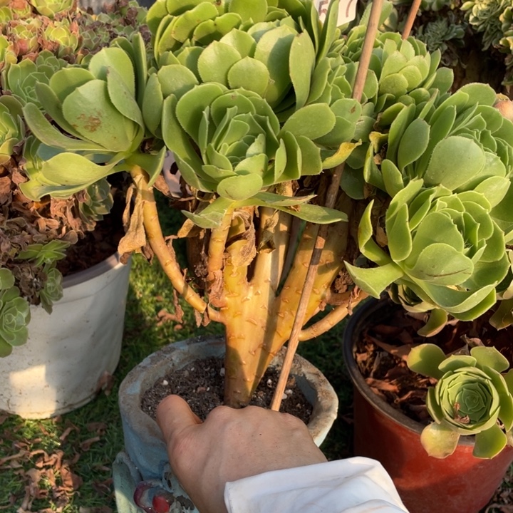 24厘米左右绿羊绒缀577