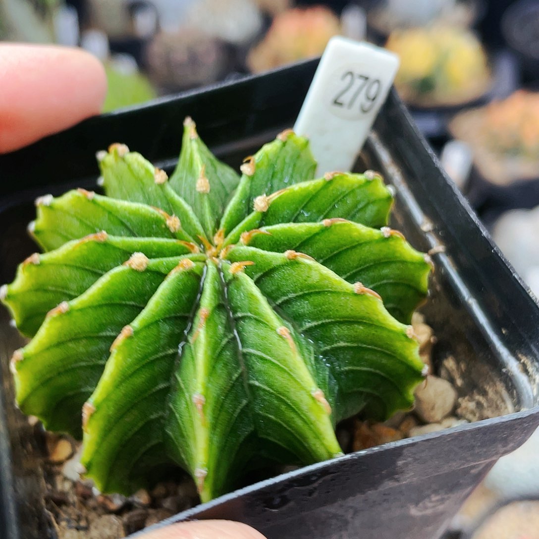 非偏远地区满25发货仙人球