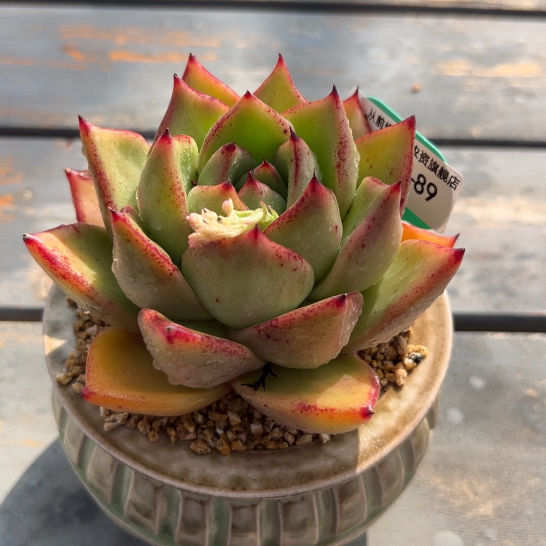 多肉一物一拍0303-89