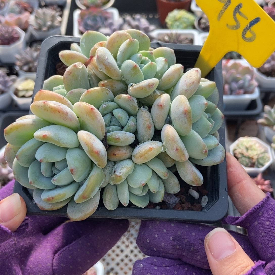 956冷香多肉植物多肉