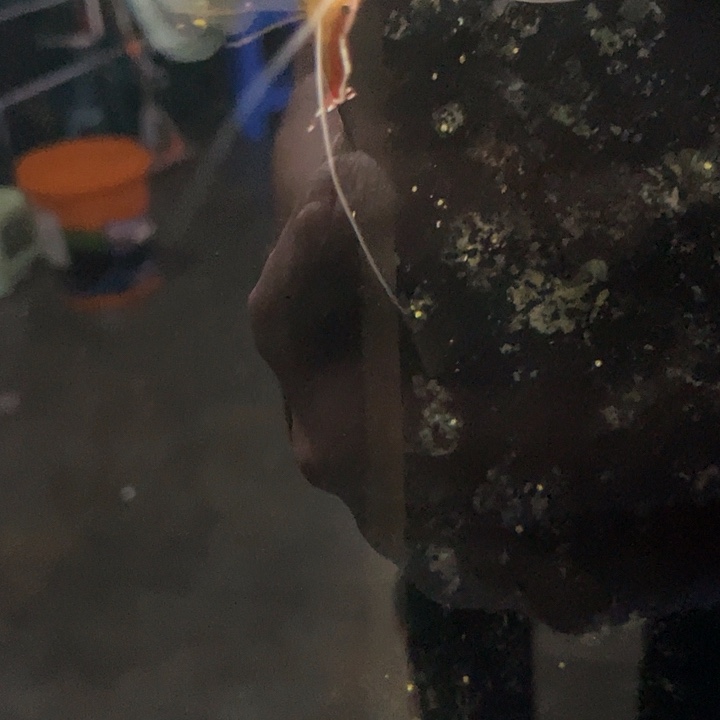 海水鱼野生印尼医生虾海水鱼