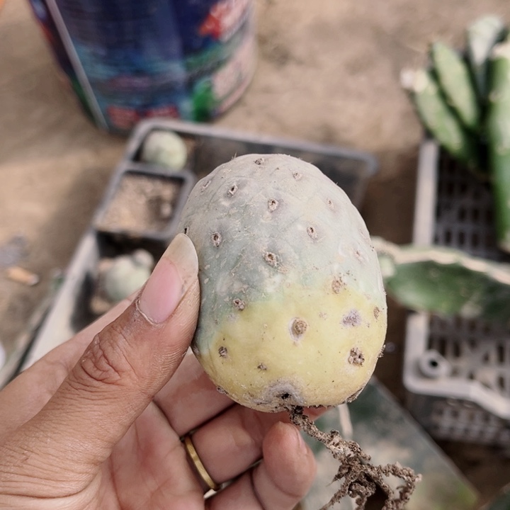 习志野落地生根白皮习志野