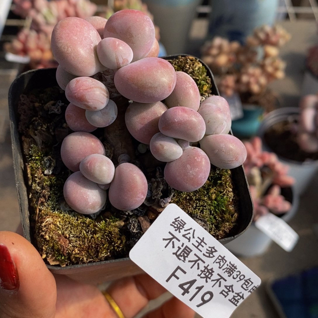 腰子桃蛋419/5c m