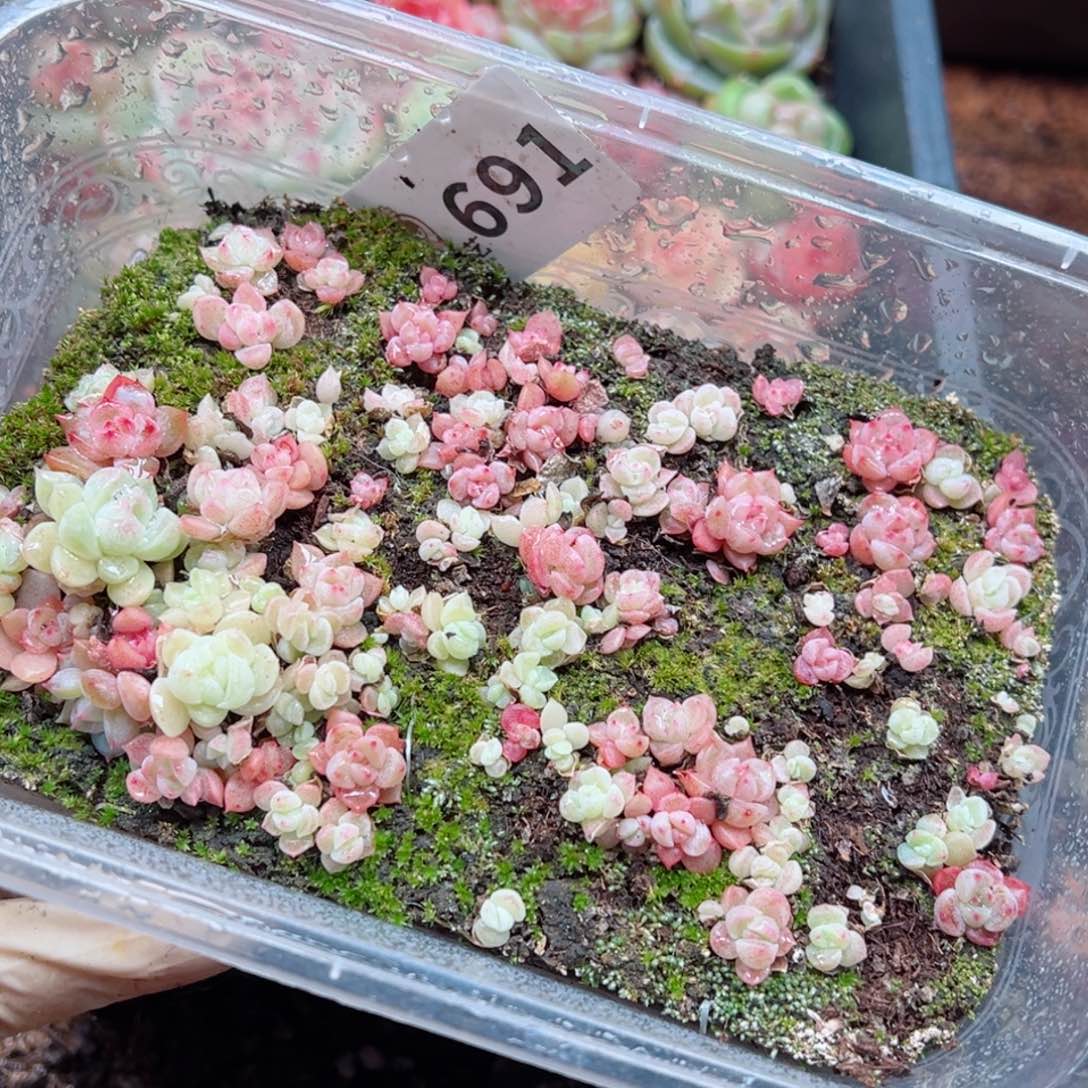 多肉植物多花植物