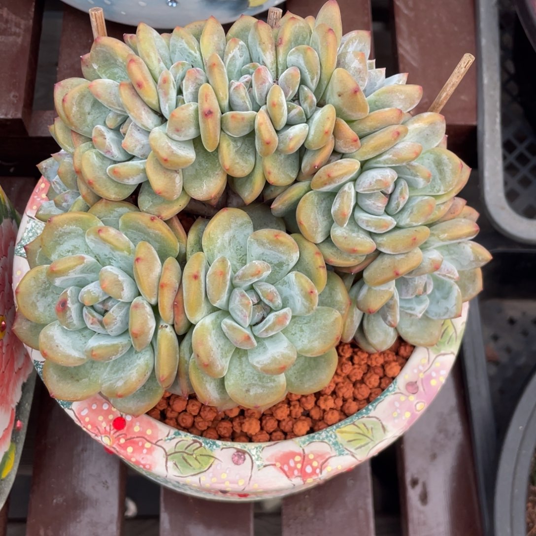 十头星影朵朵缀小树