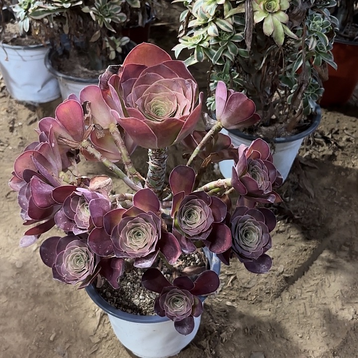 多肉植物法师魅金64