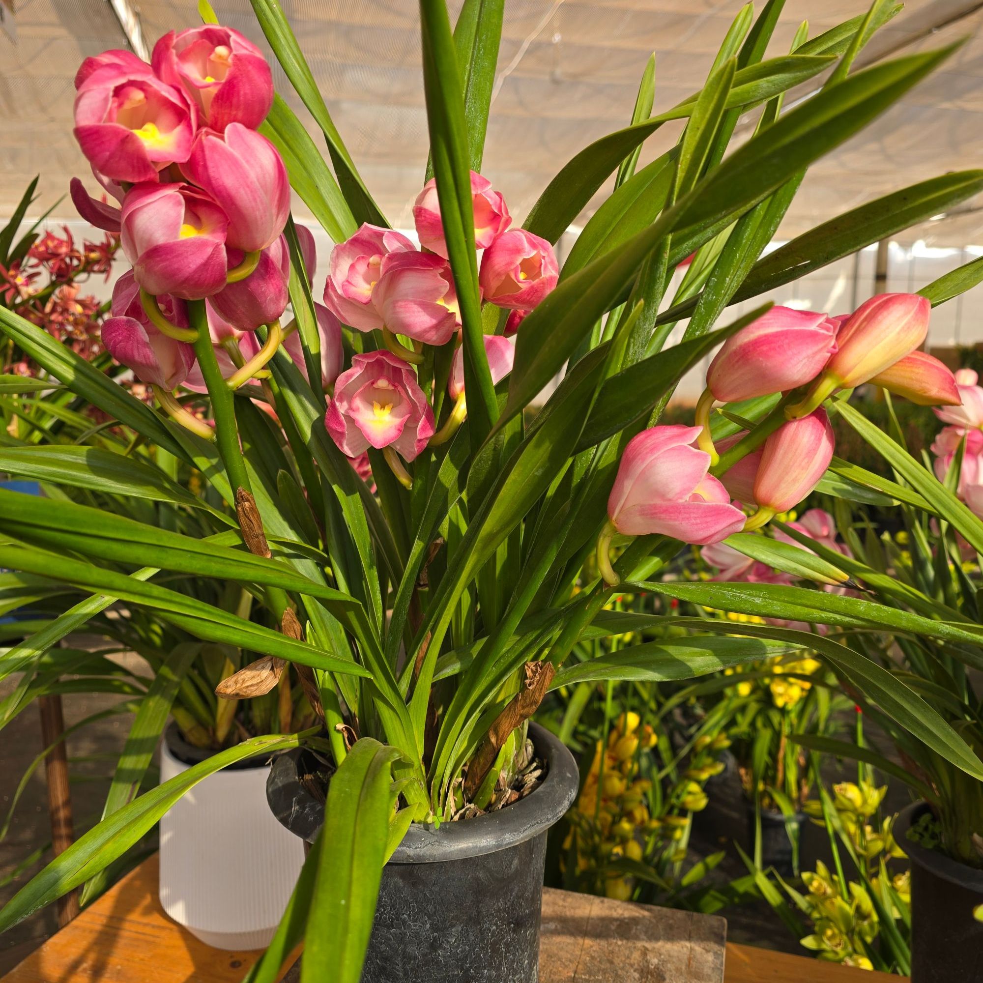 【朝阳桌面】大花蕙兰年宵花带盆发货云南直发室内外好养易活绿植