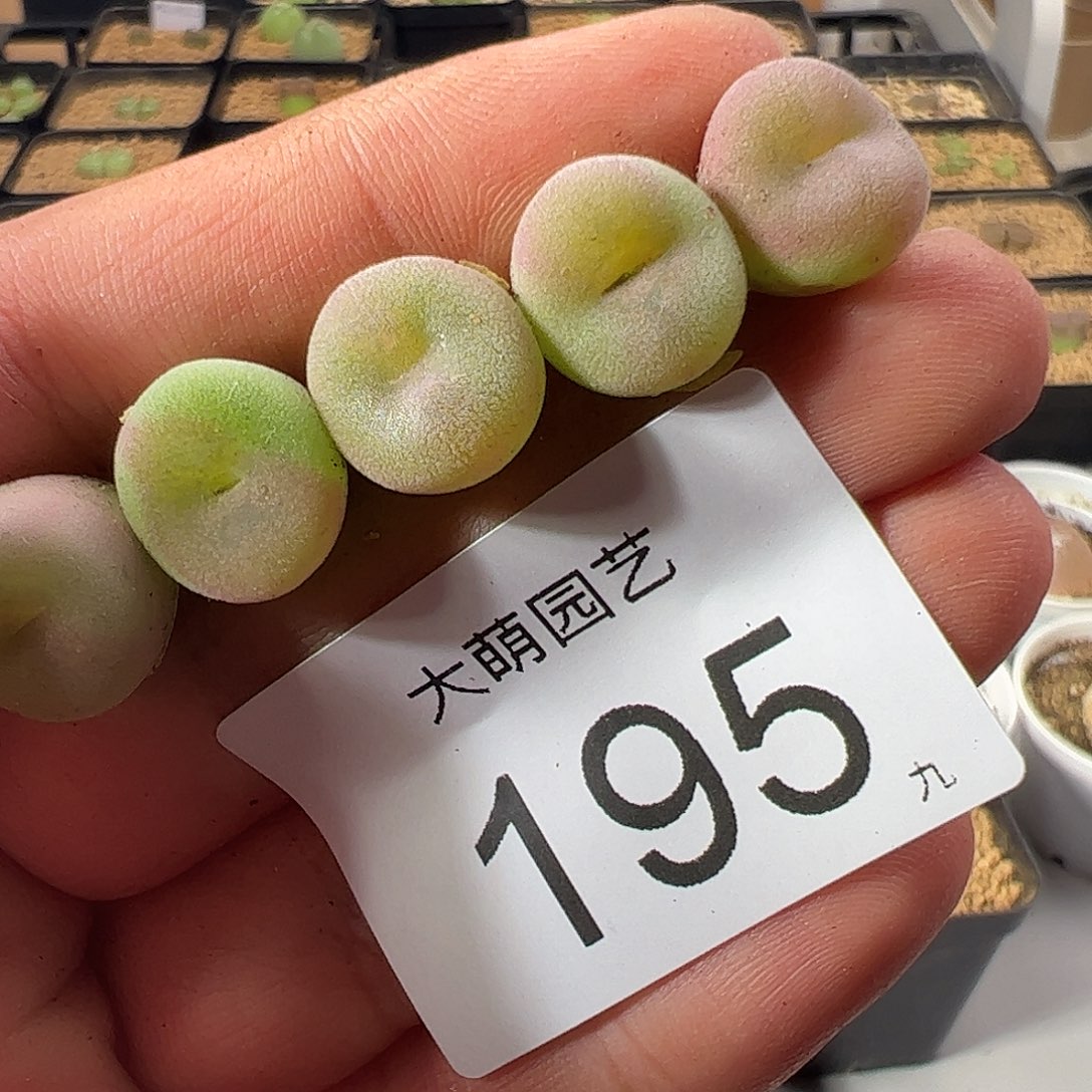 0000195 一物一拍……