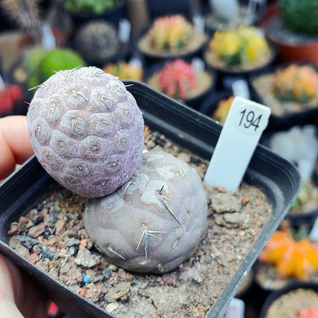 非偏远地区满25包邮仙人球