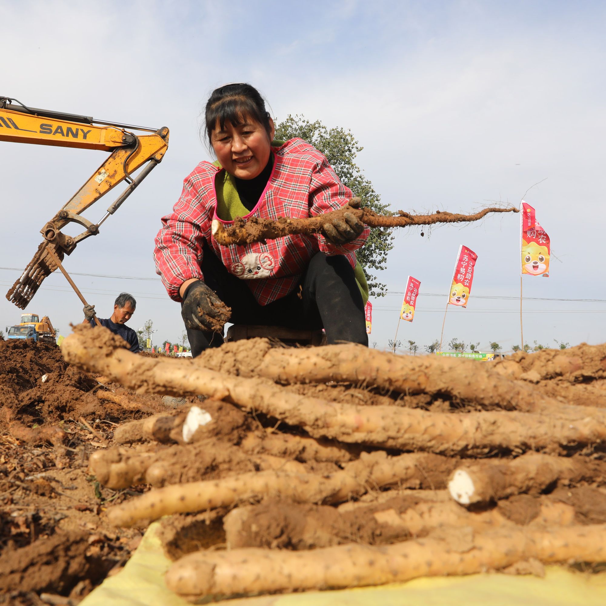 【3-5年切片】牧民家自己草场里的   自然生长  泡水煲汤炖肉泡酒