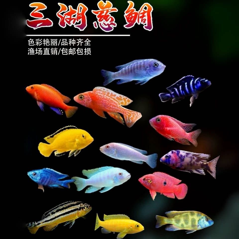 三湖慈鲷鱼马鲷活体中小型热带淡水观赏鱼耐养易活