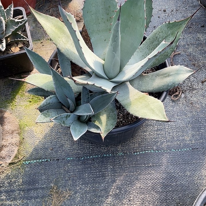偶***遇无花朵龙舌兰绿色植物