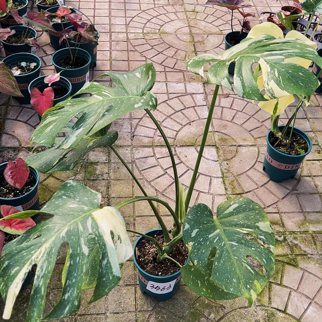 只***你完全开放一物一拍3563