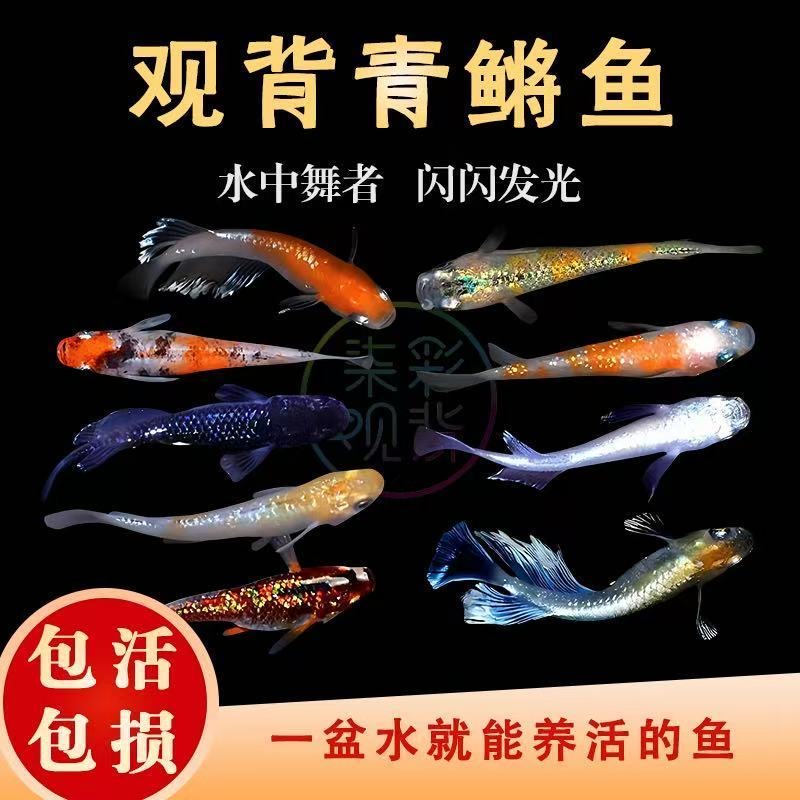 小型观赏鱼活鱼鱼观赏鱼观背青鳉一物一拍火箭鱼