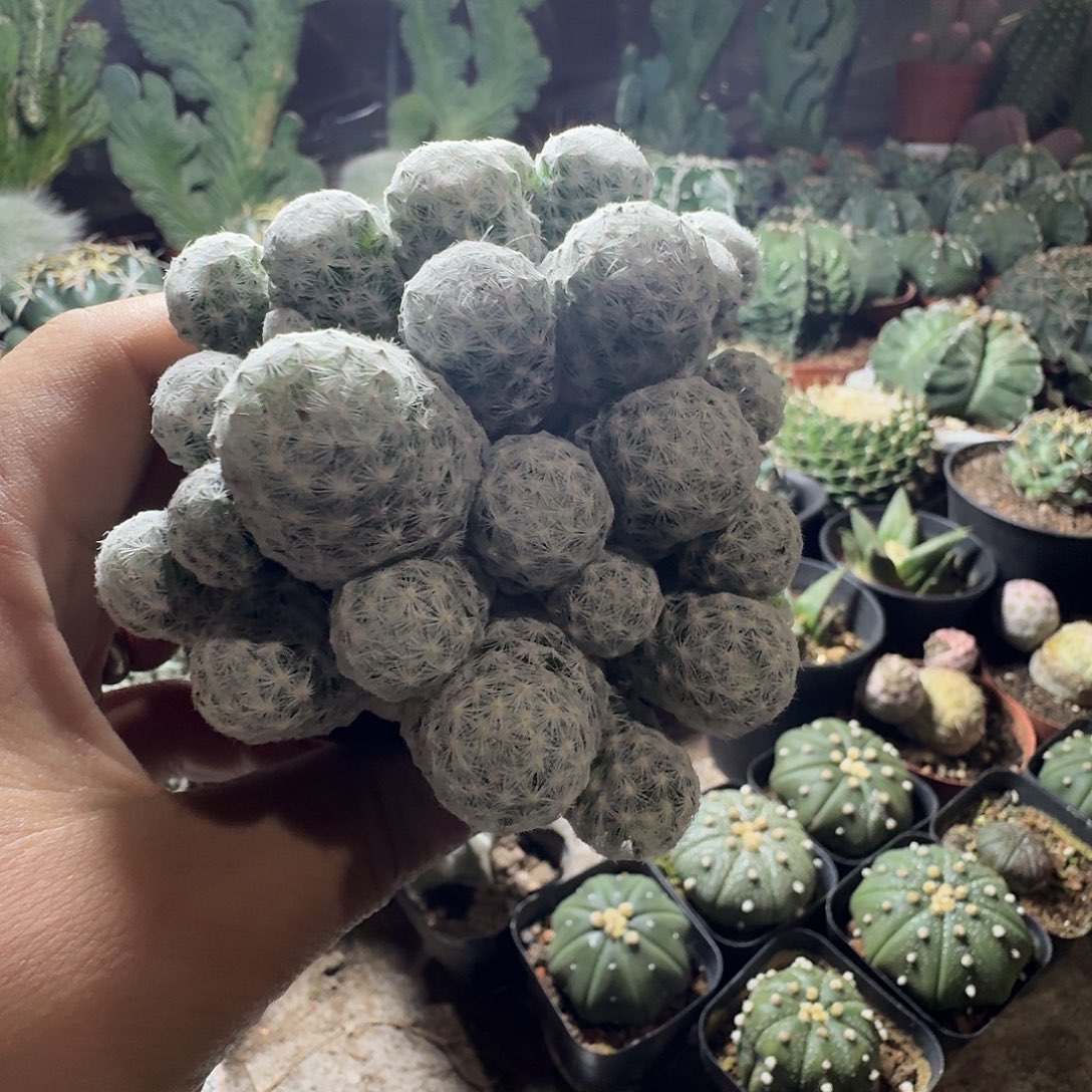 包邮姬春心一颗  