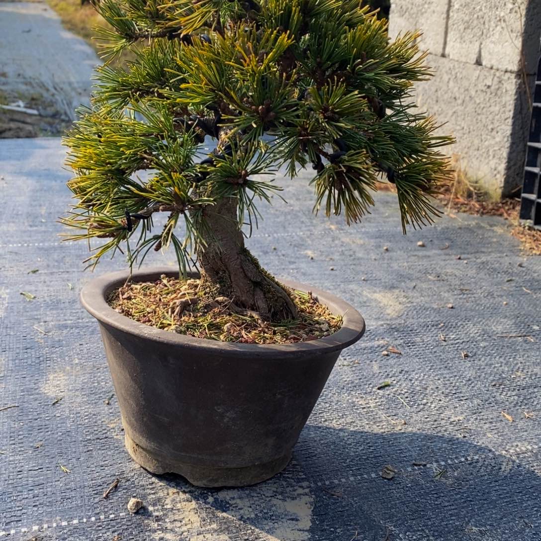 【闪购商品】松树盆景花*