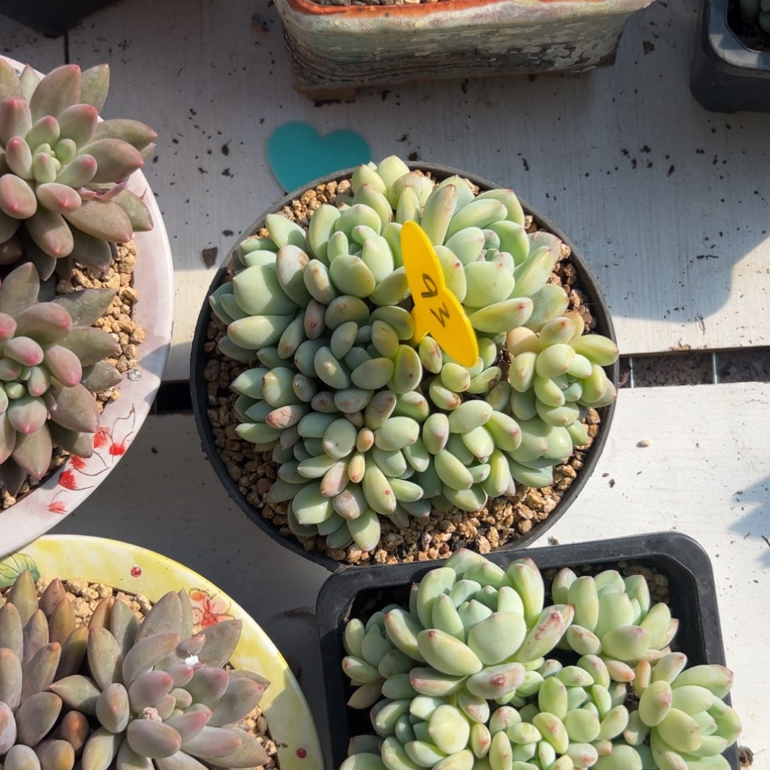 高*夕多肉植物一物一拍