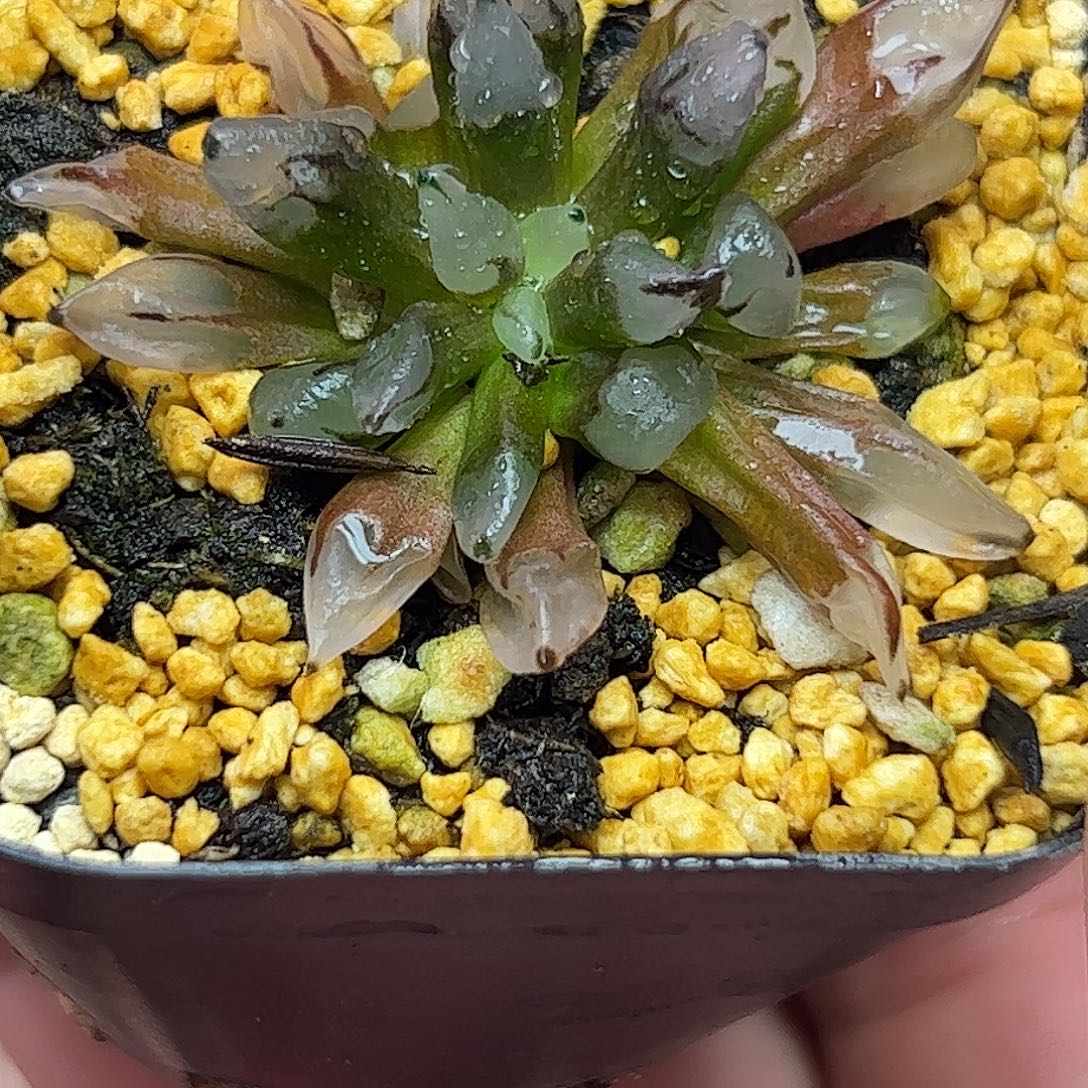 子弹头十二卷多肉植物