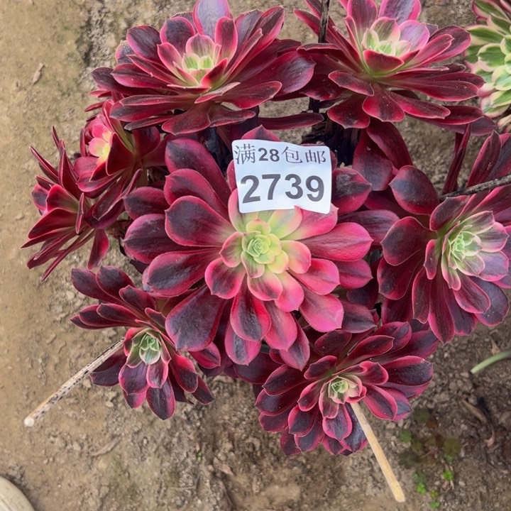 2739婚纱多肉植物