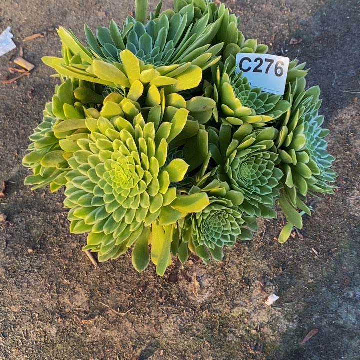 翡翠冰多肉植物276