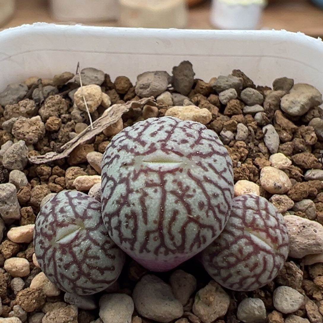 53优选超墨三头一颗