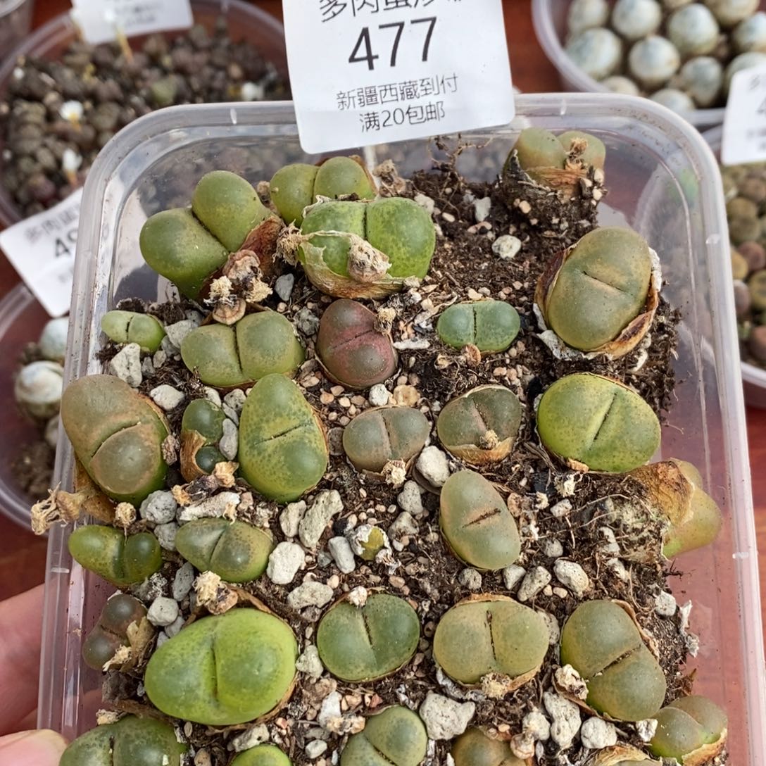 感谢您的支持，00477