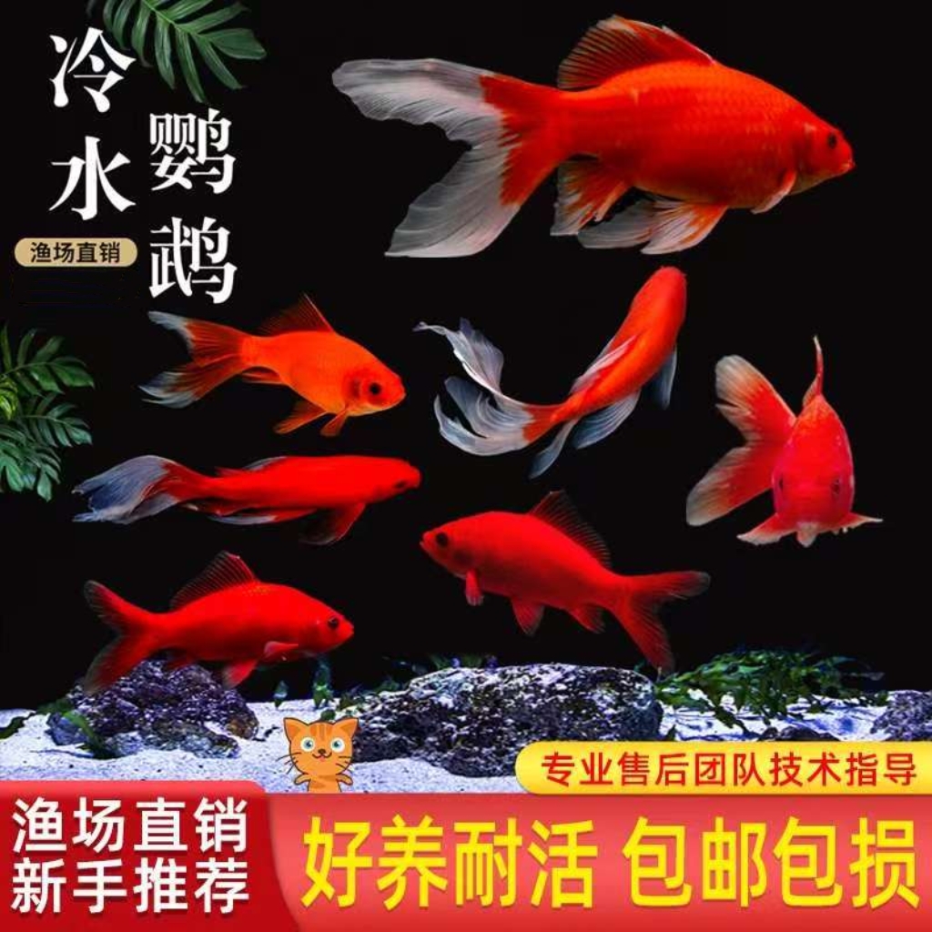 【6-9厘米】冷水鹦鹉鱼血鹦鹉红色冷水观赏鱼活体鱼苗好养 发财鱼