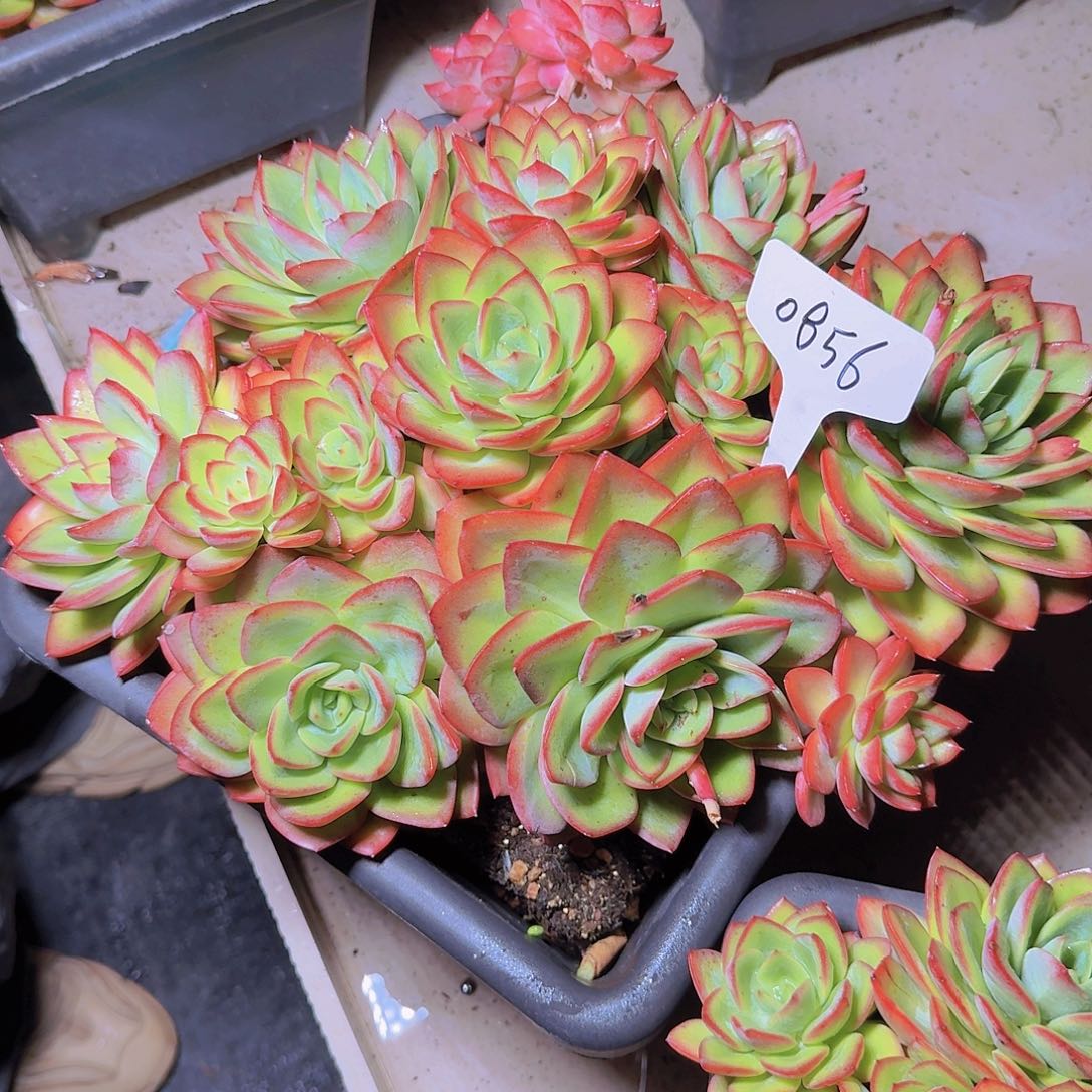 天****0856胭脂扣多肉植物