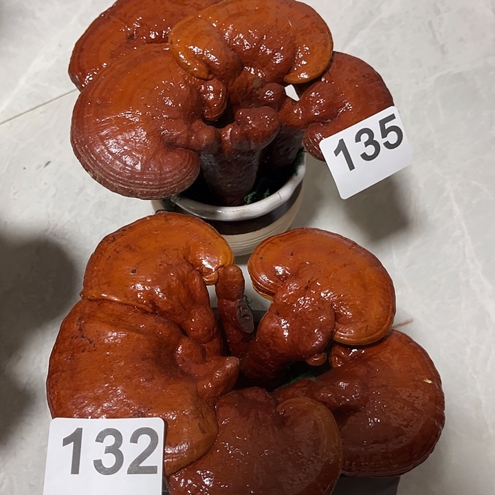 无花朵可观赏可食用
