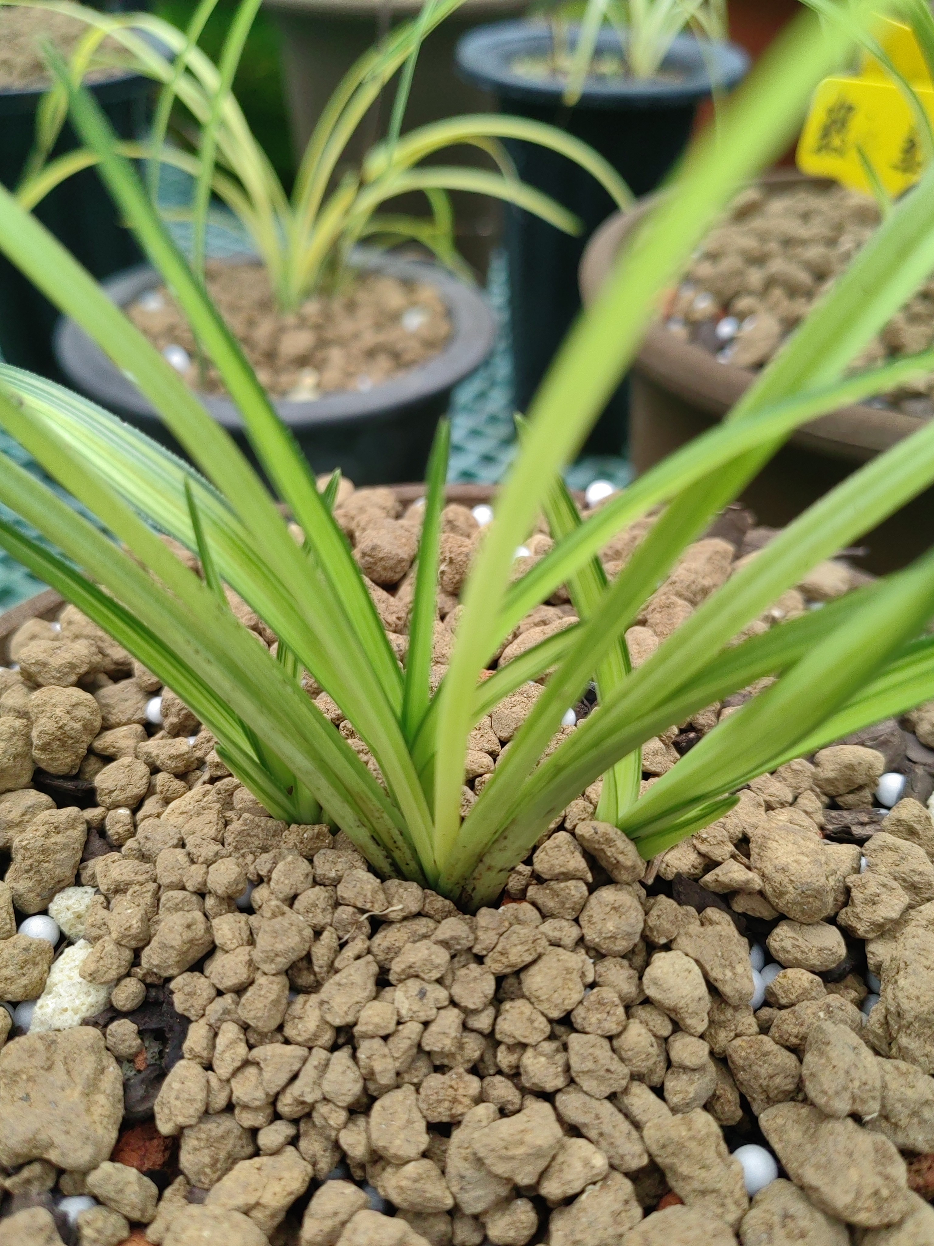 贵人国兰精品兰花