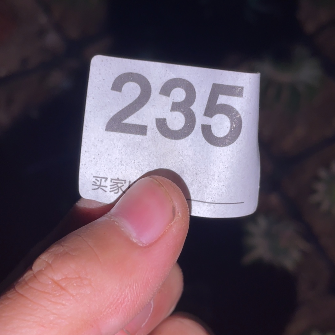 无花朵仙人球开花235