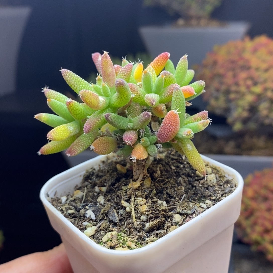 清***玖无花朵21号实生玉米枝干