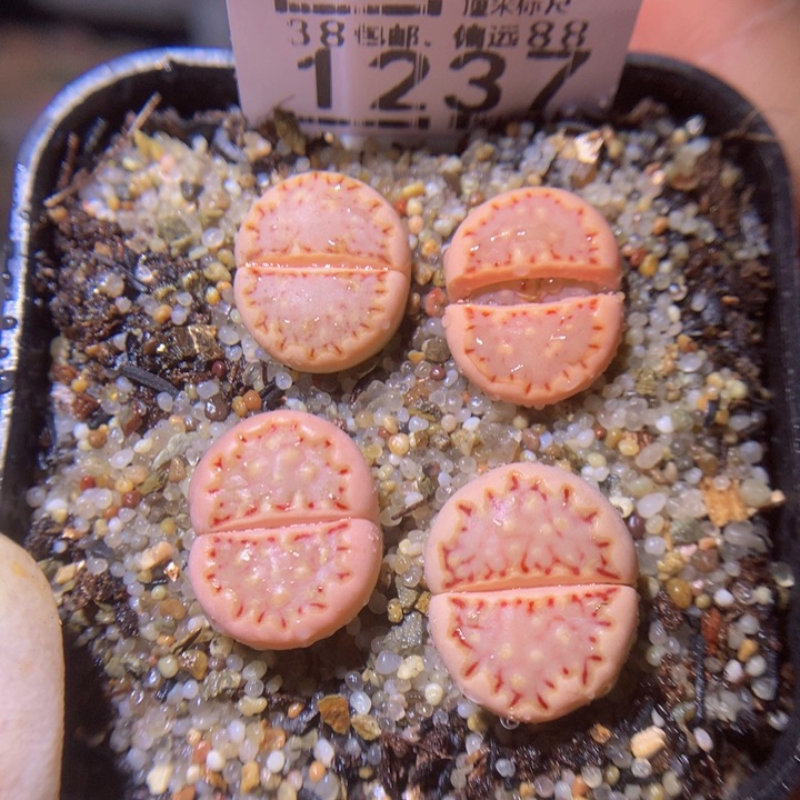 Sss精品生石花1237