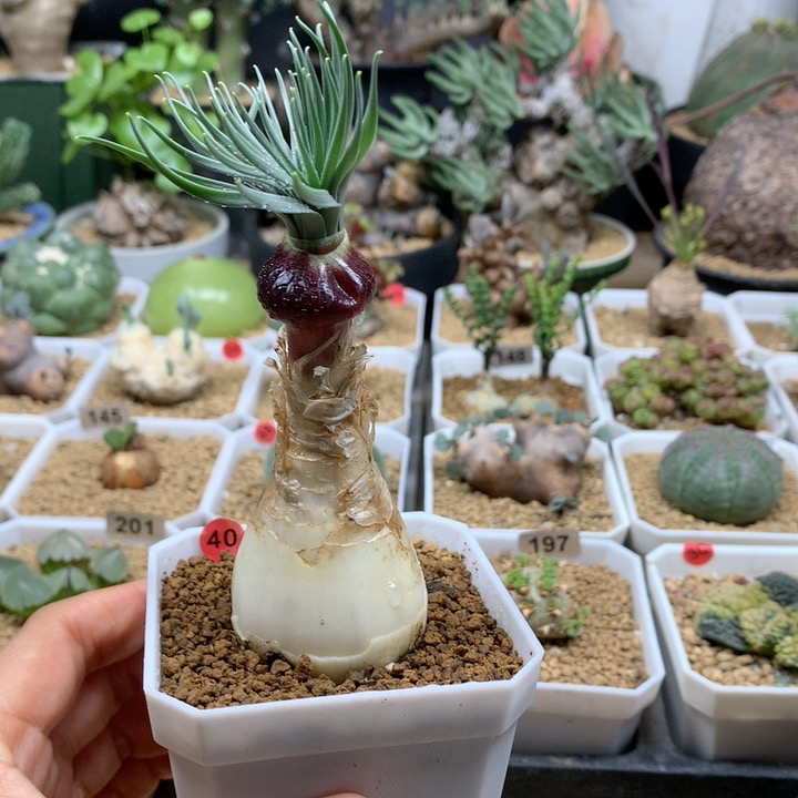 GN弹簧草母本带盆